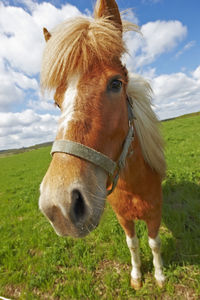 Horse standing on field