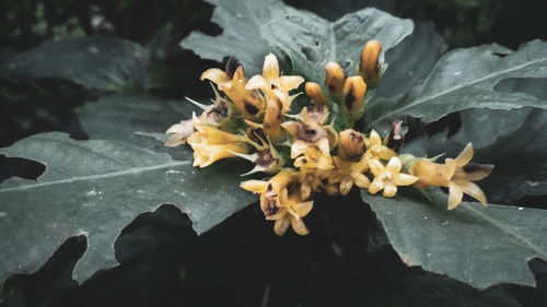 Close-up of yellow flowering plant