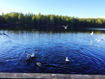 Bird flying over lake