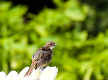 Close-up of bird perching on a branch