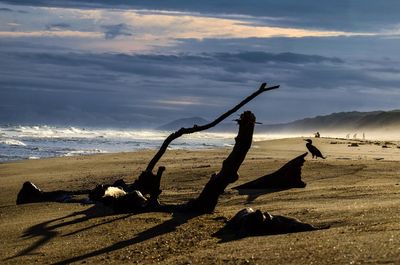 Silhouette birds on beach against sky