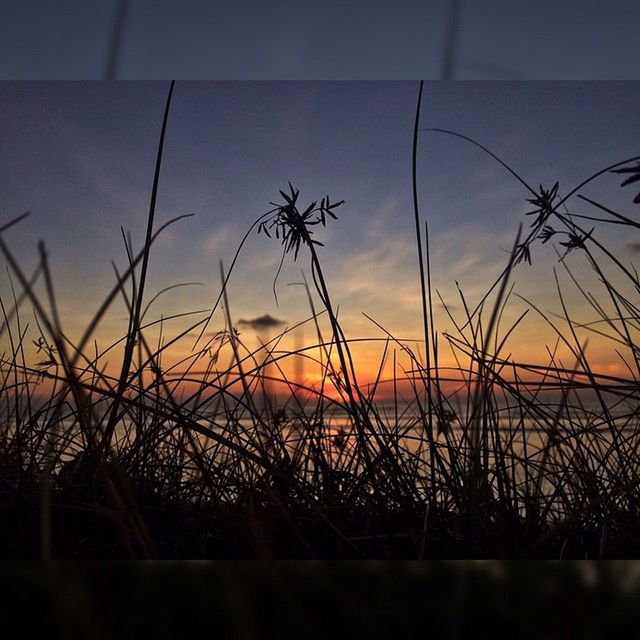 sunset, sky, tranquility, tranquil scene, plant, water, scenics, grass, nature, beauty in nature, silhouette, idyllic, growth, sun, orange color, cloud - sky, focus on foreground, cloud, sea, outdoors