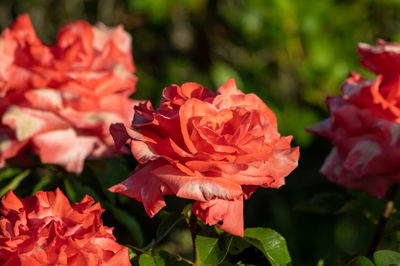 Close-up of red rose