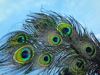 Close-up of peacock feathers