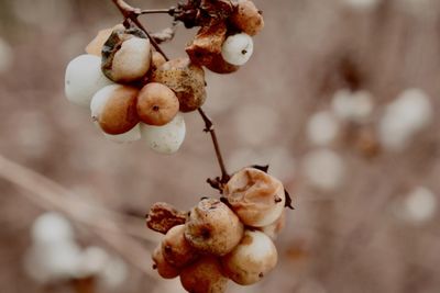 Close-up of fruits growing on tree