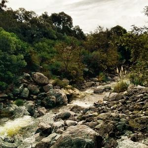 Scenic view of waterfall in forest