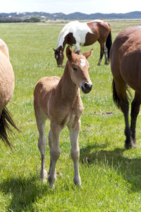 Horses standing on field