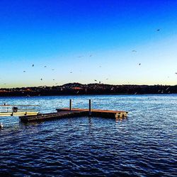 Birds flying over calm sea