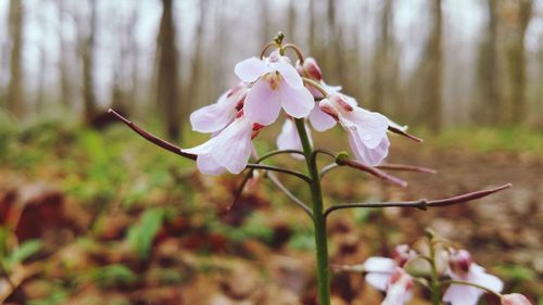 Close-up of white cherry blossom on tree