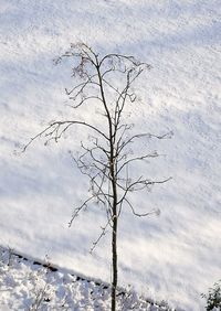 Close-up of bare tree against sky