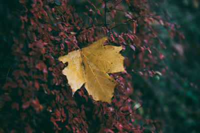 Close-up of yellow maple leaves