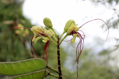 Close-up of flowering plant