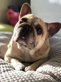 Close-up portrait of dog resting on bed