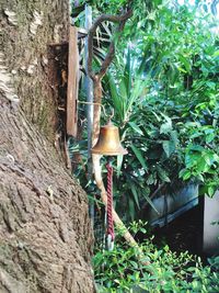 Plants growing on a tree