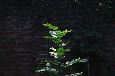 Close-up of ivy on wall