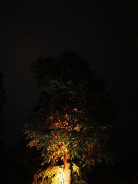 Low angle view of trees in forest against sky at night