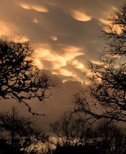 Low angle view of silhouette trees against sky at sunset