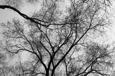 Low angle view of bare tree against sky