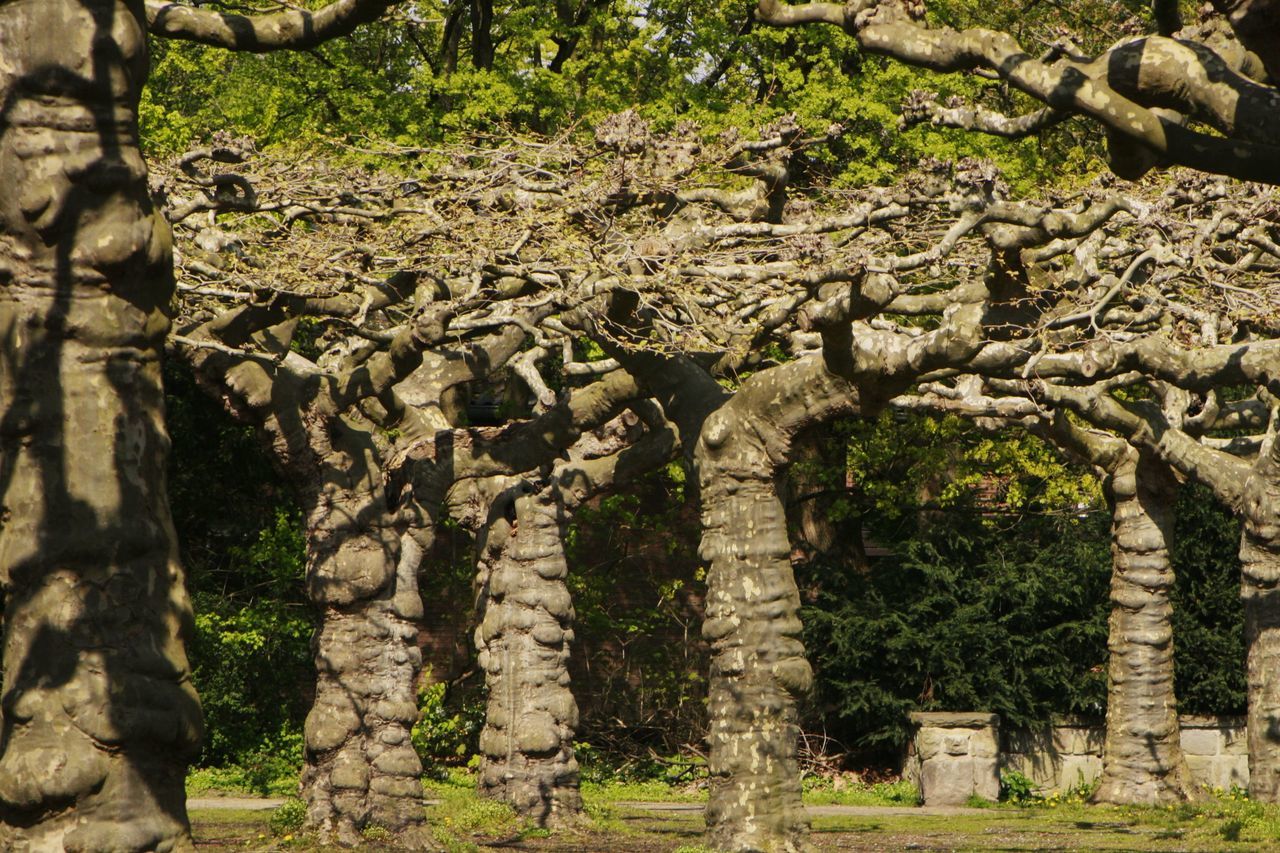 plant, tree, nature, no people, day, tree trunk, architecture, trunk, land, growth, history, flower, outdoors, sunlight, ancient, the past, built structure, tranquility, ruins, travel destinations, beauty in nature, forest, woodland, branch, ancient history, green, landscape, travel