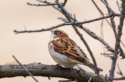 Close-up of bird perching on branch