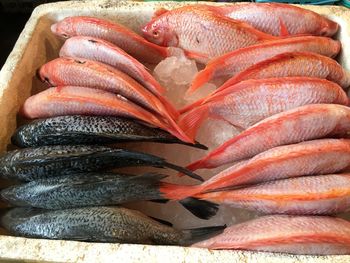 Close-up of fish for sale