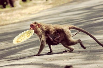 Monkey and infant with leftover plate on street