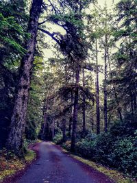 Road amidst trees in forest