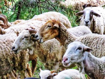 Sheep in a field