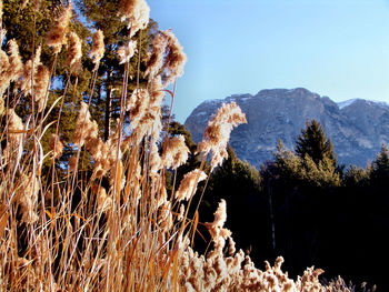 Plants on landscape against clear sky