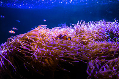 View of fish swimming in sea