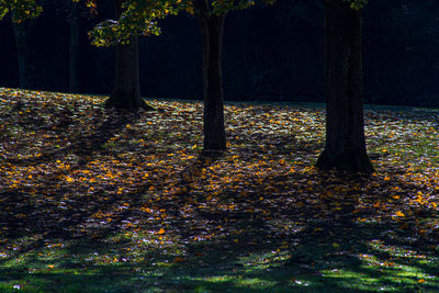 Trees in park during autumn