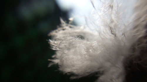 Close-up of plant against blurred background