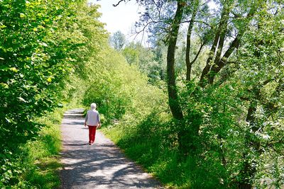 Rear view of senior woman walking on footpath amidst trees