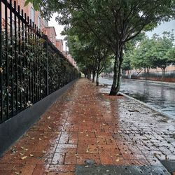 Street amidst trees and buildings in city