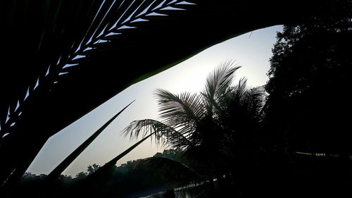 Low angle view of silhouette trees against sky at night