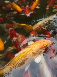 High angle view of koi carps swimming in water