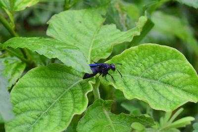 Close-up of insect on leaf