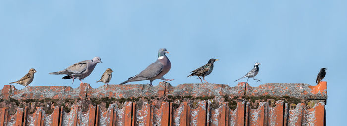 Birds perching on metal fence against blue sky