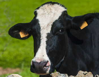 Close-up portrait of cow on field