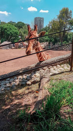 Trees on field against sky