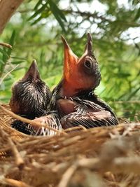 Close-up of birds in nest