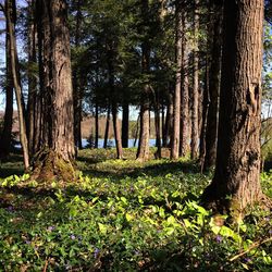 Trees in forest