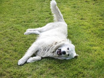 High angle view of white dog on field