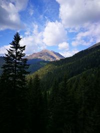 Scenic view of pine trees against sky