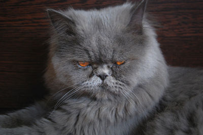 Close-up portrait of cat at home