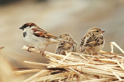 Close-up of bird perching outdoors