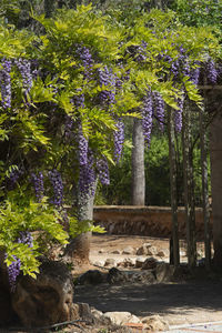 Purple flowering plants in park