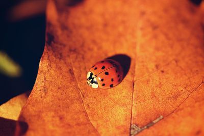 Close-up of ladybug on leaf