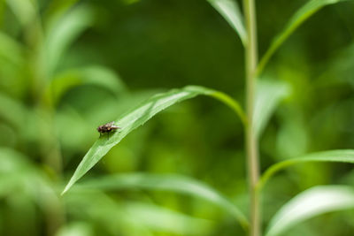 Close-up of damselfly on plant