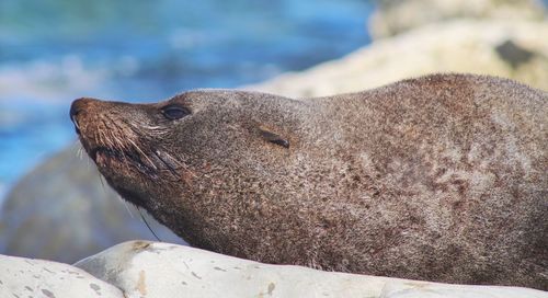 Close-up of sea lion